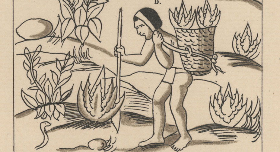 Transplanting Maguey, Mexican Codex