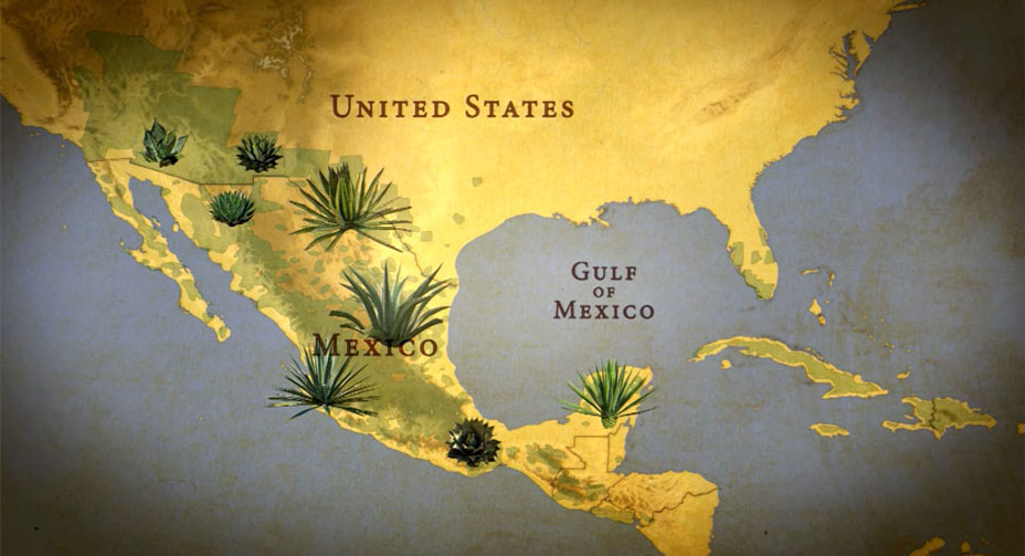 Distribution of Agave: The Americas