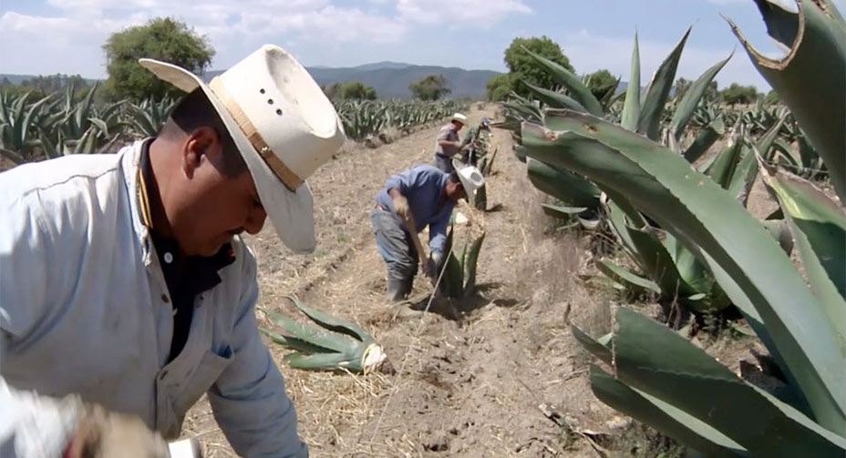 Transplanting Maguey, San Isidro